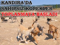 Kandıra'da sahipsiz köpekler toplanmaya başladı