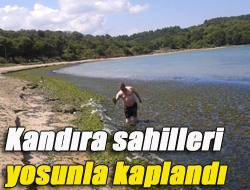 Kandıra sahilleri yosunla kaplandı