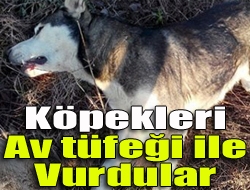 Köpekleri av tüfeği ile vurdular