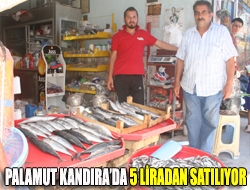 Palamut Kandırada 5 liradan satılıyor