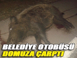 Belediye otobüsü domuza çarptı