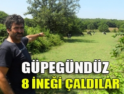 Güpegündüz 8 ineği çaldılar