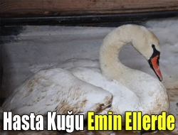 Hasta Kuğu Emin Ellerde