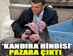 Kandıra hindisi pazara çıktı