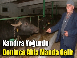 Kandıra yoğurdu denince akla manda gelir