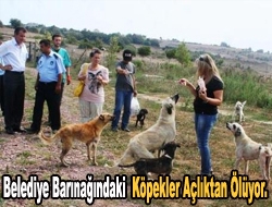 Belediye Barınağındaki Köpekler Açlıktan Ölüyor.