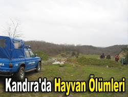 Kandıra'da Hayvan Ölümleri