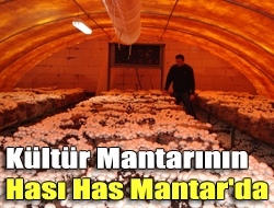 Kültür mantarının hası Has Mantar'da