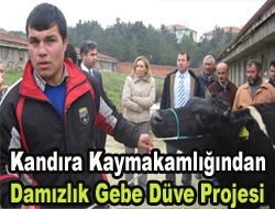 Kandıra Kaymakamlığından ‘Damızlık Gebe Düve Projesi’