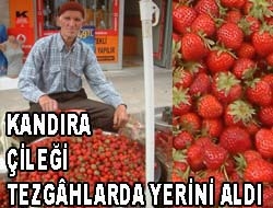 Kandıra Çileği tezgâhlarda yerini aldı