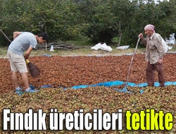 Fındık üreticileri tetikte