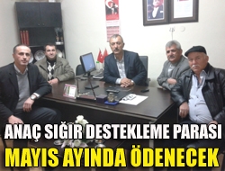 Anaç sığır destekleme parası Mayıs ayında ödenecek