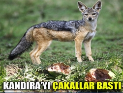 Kandırayı çakallar bastı