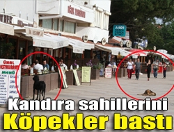 Kandıra sahillerini köpekler bastı