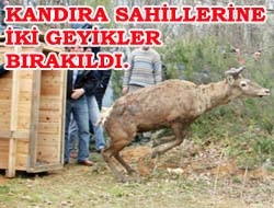 Kandıra sahillerine iki geyikler bırakıldı.