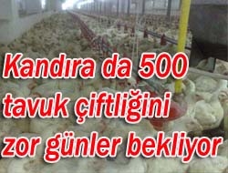 Kandıra'da 500 tavuk çiftliğini zor günler bekliyor