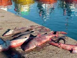Kefken'de 6 camgöz köpekbalığı yakalandı