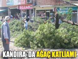 Kandırada ağaç katliamı