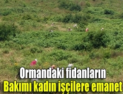 Ormandaki fidanların bakımı kadın işçilere emanet