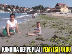 Kandıra Kerpe plajı yemyeşil oldu