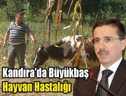 Kandıra'da Büyükbaş Hayvan Hastalığı