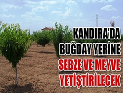 Kandırada Buğday Yerine Sebze Ve Meyve Yetiştirilecek