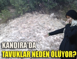 Kandıra'da tavuklar neden ölüyor?