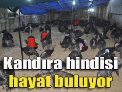 Kandıra hindisi hayat buluyor