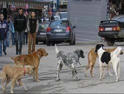 Kandıra'da Köpekler tehlike saçıyor