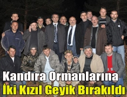 Kandıra ormanlarına iki kızıl geyik bırakıldı