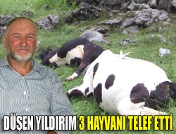 Düşen yıldırım 3 hayvanı telef etti