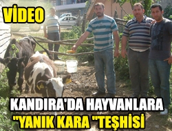Kandıra’da Hayvanlar “Yanık Kara” Teşhisi