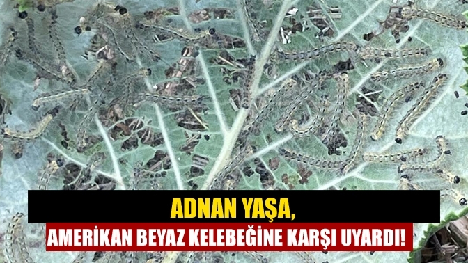 Adnan Yaşa, Amerikan beyaz kelebeğine karşı uyardı!