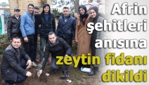 Afrin şehitleri anısına zeytin fidanı dikildi