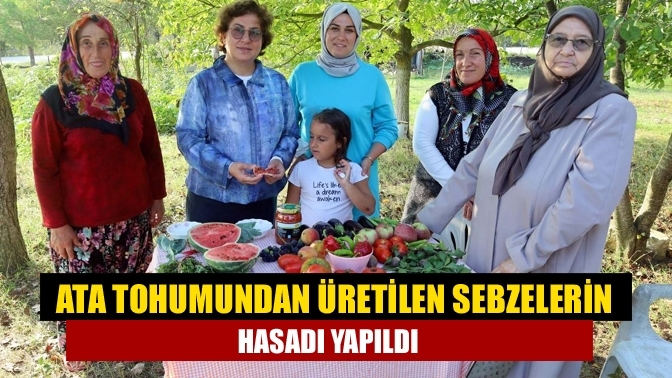 Ata tohumundan üretilen sebzelerin hasadı yapıldı