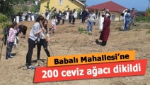 Babalı Mahallesi’ne 200 ceviz ağacı dikildi