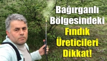 Bağırganlı Bölgesindeki Fındık Üreticileri Dikkat!