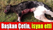 Başkan Çetin, isyan etti