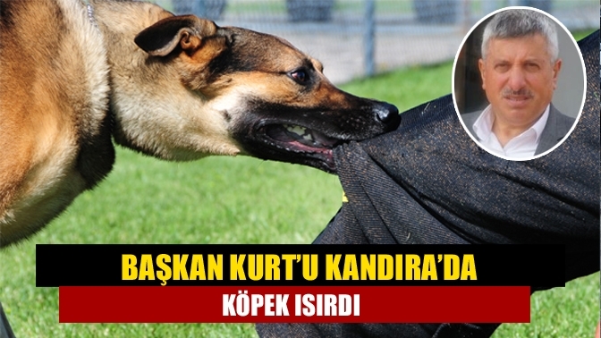 Başkan Kurt’u Kandıra’da köpek ısırdı