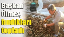 Başkan Ölmez, fındıkları topladı