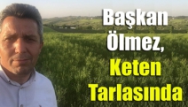 Başkan Ölmez, keten tarlasında