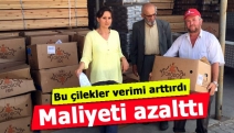 Bu çilekler verimi arttırdı maliyeti azalttı