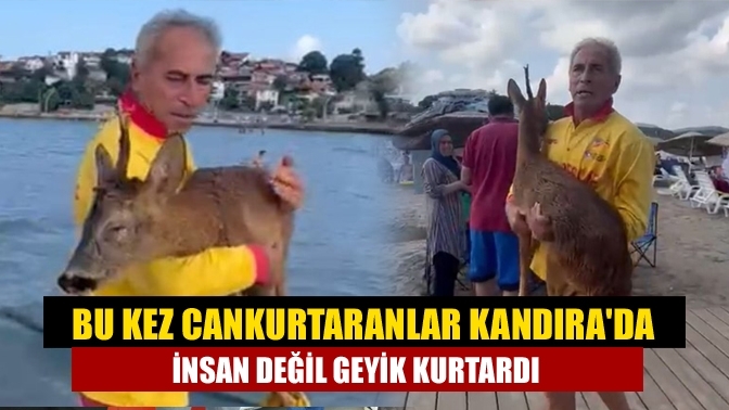 Bu kez Cankurtaranlar Kandıra'da insan değil geyik kurtardı