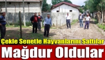 Çekle Senetle Hayvanlarını Sattılar Mağdur Oldular