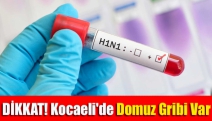 DİKKAT! Kocaeli'de Domuz Gribi var