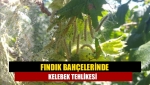 Fındık bahçelerinde kelebek tehlikesi