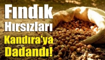 Fındık hırsızları Kandıra’ya dadandı!