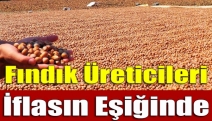 Fındık Üreticileri İflasın Eşiğinde