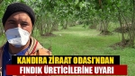 Fındık üreticilerine uyarı!