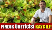 Fındık üreticisi kaygılı!